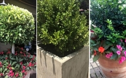 Grow it in a container