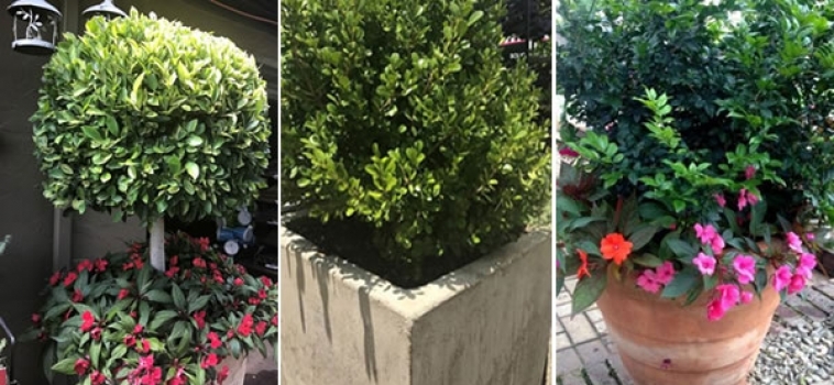 Grow it in a container