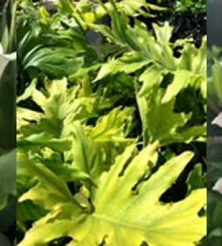 Growing in the shade